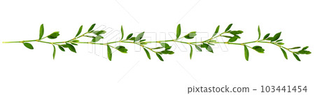 Floral garland with twigs of green grass with small leaves isolated Floral garland with twigs of green grass with small leaves isolated 103441454