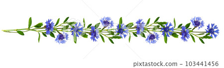 Floral garland with twigs of green grass and blue knapweed flowers isolated Floral garland with twigs of green grass and blue knapweed flowers isolated 103441456
