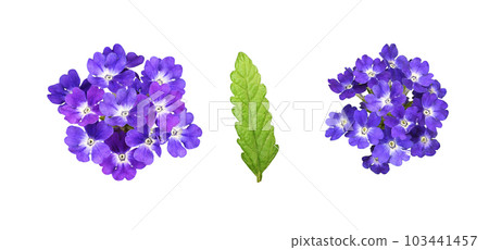 Set of purple verbena flowers and leaf isolated Set of purple verbena flowers and leaf isolated 103441457