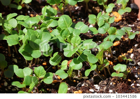 發芽的油菜籽 發芽的油菜籽 103441586