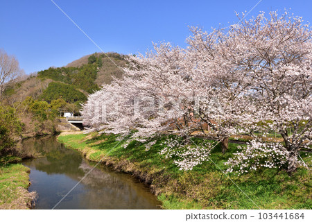 柏原川櫻花岸邊的一排櫻花樹 103441684