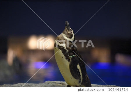 水族館麥哲倫企鵝 水族館麥哲倫企鵝 103441714
