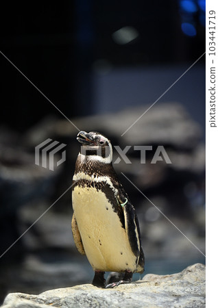 Aquarium Magellan Penguin Aquarium Magellan Penguin 103441719