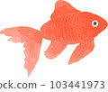 金魚1 103441973