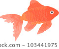 金魚2 103441975