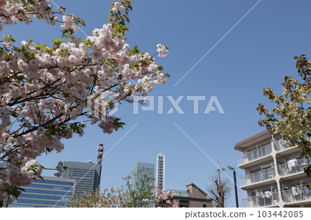 埼玉新都心附近的日本造幣局的雙櫻花盛開 103442085