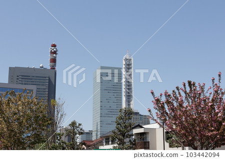 埼玉新都心附近的日本造幣局，重瓣櫻花盛開的景色 103442094