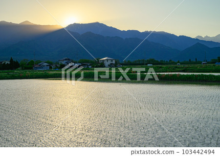 水稻種植後的水田和日落 [北安曇郡池田町] 103442494