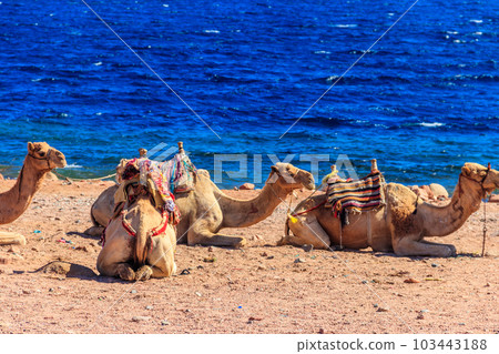 Camels on the shore of the Red Sea in the Gulf of Aqaba. Dahab, Egypt Camels on the shore of the Red Sea in the Gulf of Aqaba. Dahab, Egypt 103443188