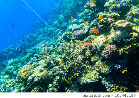 Different tropical fish at coral reef in the Red sea in Blue lagoon, Sinai peninsula in Egypt Different tropical fish at coral reef in the Red sea in Blue lagoon, Sinai peninsula in Egypt 103443197