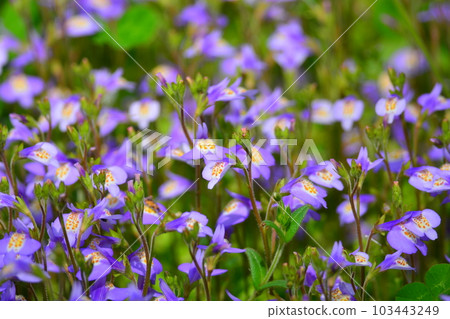 紫苔 紫苔 103443249