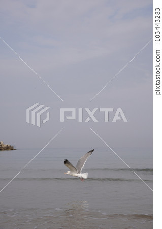 飛翔的黑尾鷗和海浪 103443283