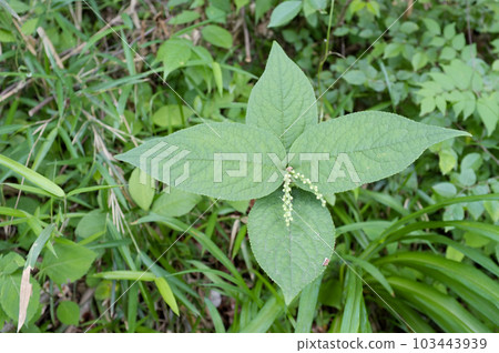 Phthalis sika 103443939