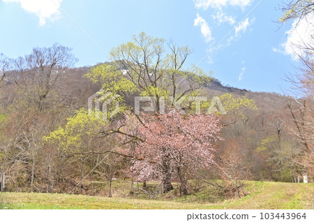 大山櫻與新綠的合作 大山櫻與新綠的合作 103443964