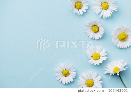 White Chamomile flower on blue background. Daisy flower, medical plant. Chamomile flower background with copy space. White Chamomile flower on blue background. Daisy flower, medical plant. Chamomile flower background with copy space. 103443991