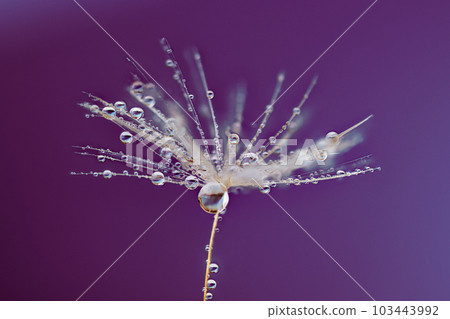 Dandelion seed with dew water drop over purple background. Fluffy dandelion seed with beautiful raindrop, soft selective focus. Dandelion seed with rain drops wallpaper. Dandelion seed with dew water drop over purple background. Fluffy dandelion seed with beautiful raindrop, soft selective focus. Dandelion seed with rain drops wallpaper. 103443992