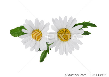 White Chamomile flower with chamomile leaf isolated on white background. Daisy flower, medical plant. Chamomile flower head as an element for your design. White Chamomile flower with chamomile leaf isolated on white background. Daisy flower, medical plant. Chamomile flower head as an element for your design. 103443993