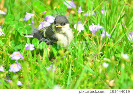 chickadee 103444019