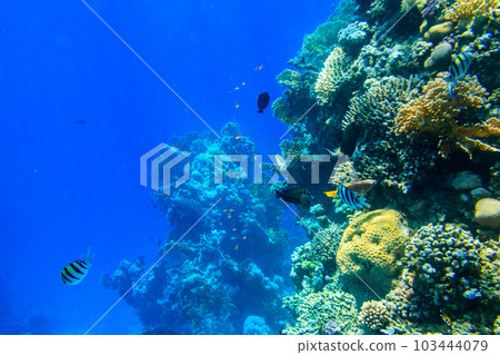 Different tropical fish at coral reef in the Red sea in Ras Mohammed national park, Sinai peninsula in Egypt Different tropical fish at coral reef in the Red sea in Ras Mohammed national park, Sinai peninsula in Egypt 103444079