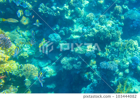 Indo-Pacific sergeant (Abudefduf vaigiensis), also known as the Sergeant major on coral reef in the Red sea. School of fish undersea Indo-Pacific sergeant (Abudefduf vaigiensis), also known as the Sergeant major on coral reef in the Red sea. School of fish undersea 103444082