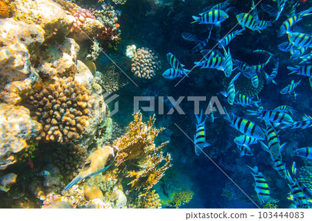 Masked puffer (Arothron diadematus) and Indo-Pacific sergeants (Abudefduf vaigiensis) on coral reef in the Red sea in Ras Mohammed national park, Sinai peninsula in Egypt 103444083