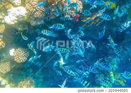Indo-Pacific sergeant (Abudefduf vaigiensis), also  known as the Sergeant major on coral reef in the Red sea. School of fish undersea 103444085