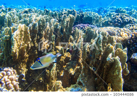 Picasso Triggerfish (Rhinecanthus assasi), also known as the Assasi triggerfish or Arabian picassofish on coral reef in the Red sea in Ras Mohammed national park, Sinai peninsula in Egypt 103444086