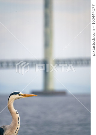 A bird overlooking the Akashi Kaikyo Bridge and the Seto Inland Sea. The composition of the Akashi Kaikyo Bridge with the main tower part close up 2 A bird overlooking the Akashi Kaikyo Bridge and the Seto Inland Sea. The composition of the Akashi Kaikyo Bridge with the main tower part close up 2 103444177