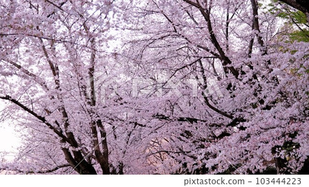 Beautiful cherry blossoms at Okayama Korakuen Beautiful cherry blossoms at Okayama Korakuen 103444223