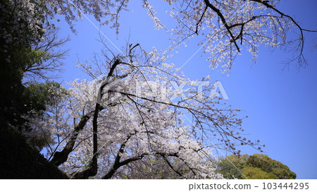 岡山後樂園美麗的櫻花 岡山後樂園美麗的櫻花 103444295
