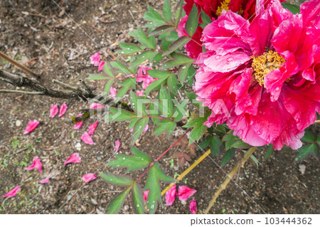 牡丹被雨水打濕，花瓣散落 103444362
