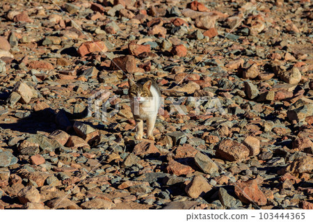 Stray cat in Sinai desert, Egypt Stray cat in Sinai desert, Egypt 103444365