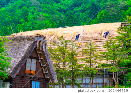 Shirakawa-go Re-roofing thatched roofs 103444719