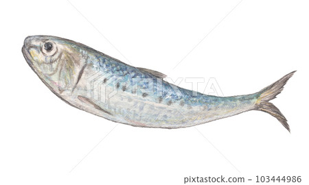 沙丁魚水彩鉛筆插圖 103444986