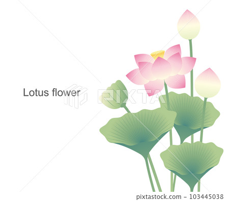 lotus flower illustration material vector vector obon higan summer buddhism lotus flower illustration material vector vector obon higan summer buddhism 103445038