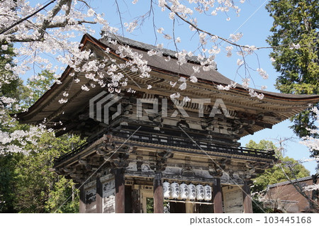 圓城寺(三井寺)的櫻花 圓城寺(三井寺)的櫻花 103445168