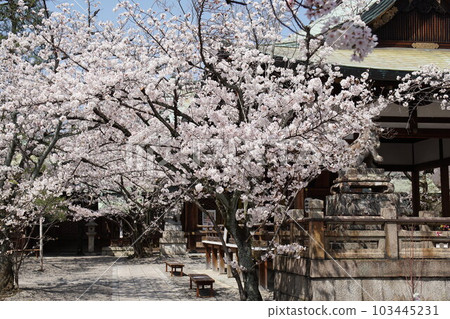 天尊神社的櫻花 天尊神社的櫻花 103445231