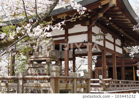 Cherry blossoms at Tenson Shrine Cherry blossoms at Tenson Shrine 103445232