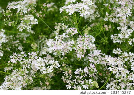 Pakuti flowers Pakuti flowers 103445277