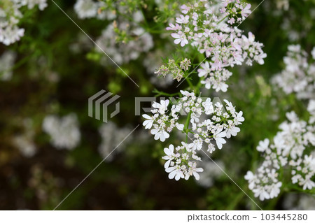 帕庫蒂花 103445280