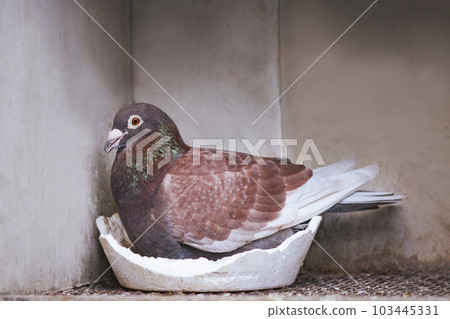 red color homing pigeon hatching egg in breeding loft red color homing pigeon hatching egg in breeding loft 103445331
