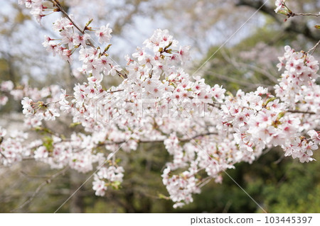 櫻桃樹 櫻桃樹 103445397