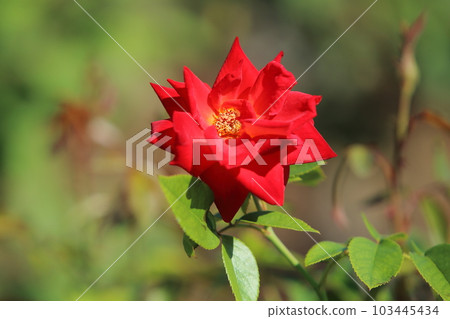 Arao City Ominous Citizen Flower Bed Rose Flower, 103445434