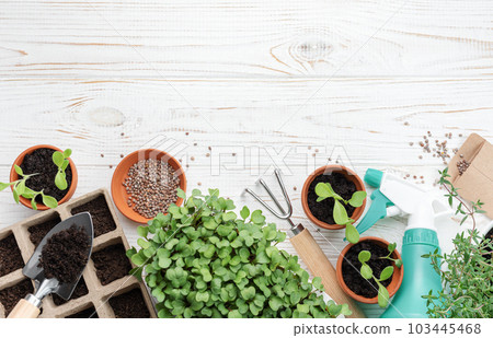 Gardening concept, planting at home 103445468