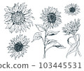 矢量手繪組的向日葵 103445531