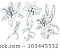 矢量手繪組的百合花 103445532