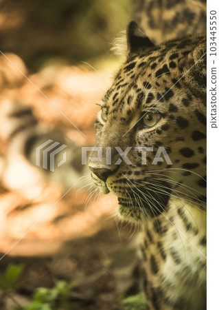 美麗的豹肖像 美麗的豹肖像 103445550