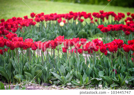 A tulip field in Holland with a yellow red tulip growing high above the other tulips. The single tulip stands out from the others against a field of pink tulips in the background 103445747