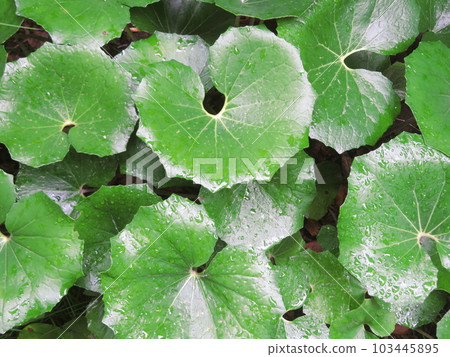 Tsubaki wet in the rain 103445895