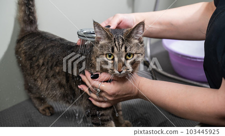 Woman washing a tabby gray cat in a grooming salon.  Woman washing a tabby gray cat in a grooming salon.  103445925